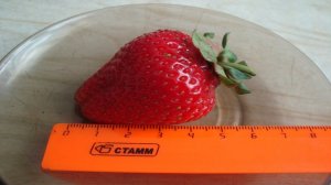 ВИДЕО ОБЗОР ЗЕМЛЯНИКИ (КЛУБНИКИ) НСД АЛЬБИОН , СВИТ МЭРИ, СВИТ ЭВИ, НАГООКО