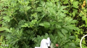 Спасаю петунию от настурции. Обрезала обриету. Жара и пекло на даче