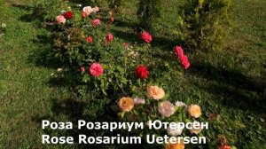 Розы-лидеры зимовки без укрытия: пять зимостойких сортов для 3 климат.зоны. Не канадки.