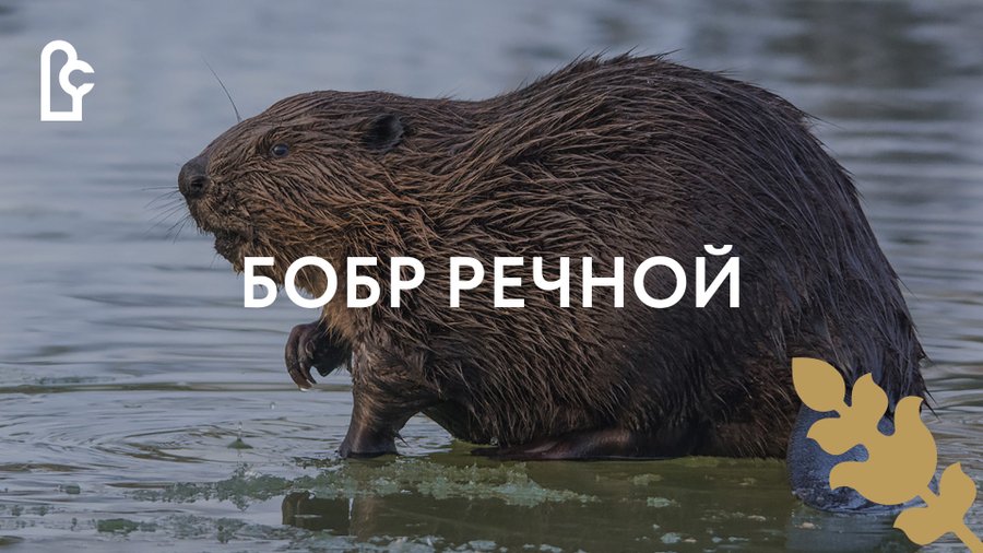 Деревня бобры. Западносибирский речной бобр. стих : в пруду бобры. бобры живут на реке они отличные строители диктант. речной бобр фото из красной книги какой его страница цветом.