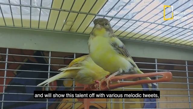 Gloster Canary | The Perfect Pet Bird смотреть онлайн
