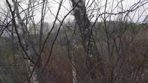 Карагана древовидная. Мое  наблюдение. Небольшой обзор.