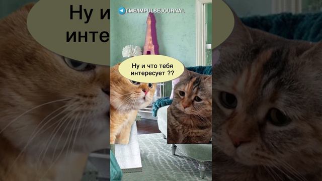 Главный интерес #мыкотики  #разговор #анекдот #шутки #котики #юмор #смешное #прикольно #мемы #cat