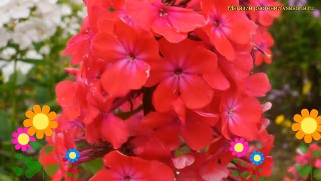 Флокс метельчатый Горицвет. Краткий обзор, описание характеристик phlox paniculata Горицвет смотреть онлайн