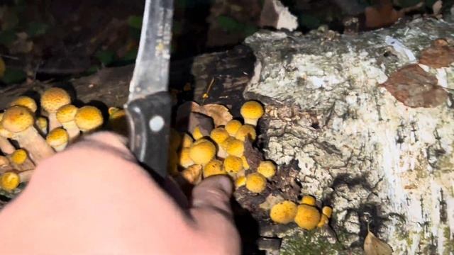 ОПЯТА ПОШЛИ ЕХАХА ! Ночью собираю золотые грибы !
