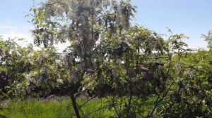 Цветение белой акации в питомнике Школьный сад.