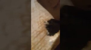 Чихуа хуа ругают