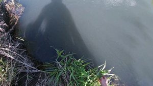 Голавль любит воблеры, ловля голавля на реке, весной. Ловля голавля весной на спининг.
