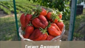Земляника семенами: Гигант Джорнея - гигантские ягоды и выдающаяся урожайность!
