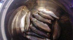 Шпроты из речной рыбы (сороги)