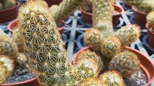 Mammillaria Elongata الماميلاريا