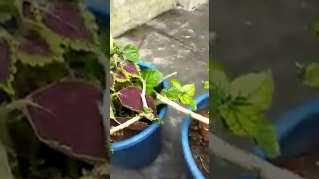 hibiscus problem solve in rainy season #hibiscus#plant#sunrise garden#
