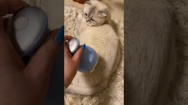 Массажёр для головы + кошачий релакс