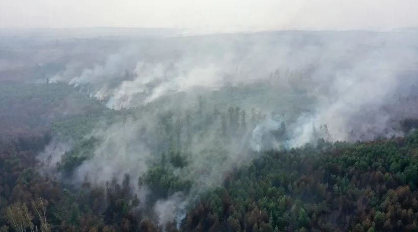Распространение лесных пожаров под Рязанью остановили с помощью отжигов
