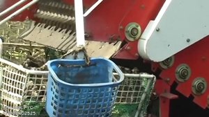 Японская копалка для чеснока