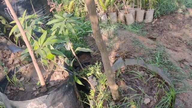 Erythrina orientalis Also Know as Indian Coral Tree (Tota Plant Red flower) @shesham Farm смотреть онлайн