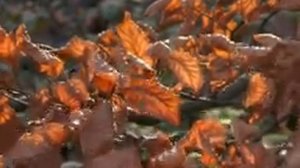 [10 часов] Коричневый шум, звуки природы. Звуки для сна. [Brown noise]