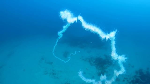 Ous, medusa, ovni, ...??? www.lamfora.com смотреть онлайн