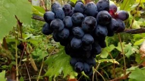 Кишмиш Сказка по вашим просьбам. Волгоградская область