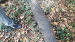Пилю дрова бензопилой урал