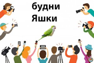 Будни попугая Яши. (монах квакер