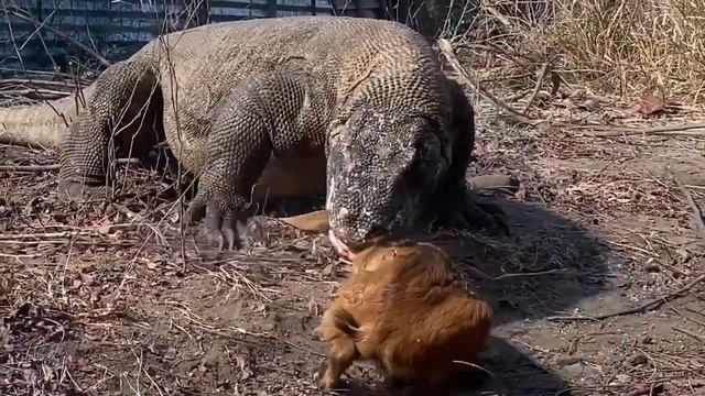 Komodo dragon eats a kid goat alive/комодский дракон сьедает заживо козленка