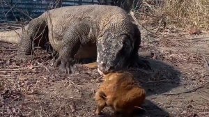 Komodo dragon eats a kid goat alive/комодский дракон сьедает заживо козленка