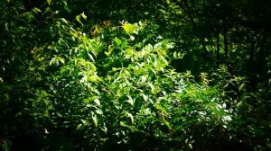 Лесная ежевика.