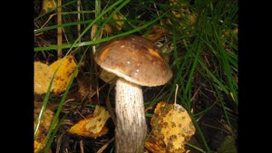 ГРИБ ПОДБЕРЕЗОВИК СЪЕДОБНЫЕ ГРИБЫ