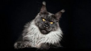 Top 30 of the feline world | The most beautiful Maine Coon cats in the world.