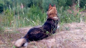 Вечерка с Каюром на утку