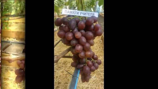 Виноград ПАМЯТИ УЧИТЕЛЯ смотреть онлайн