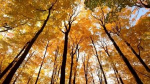 "Я пришлю тебе осень...", автор Надежда Капошко