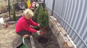 ✅ ДЕЛАЕМ КЛУМБУ. САЖАЕМ ТУИ ???. Жизнь на Южном Урале.