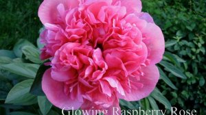 Пионы махровые бомбовидные. Сорта. Часть1.