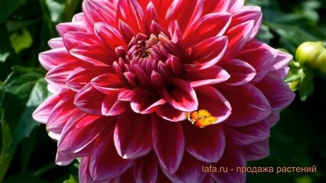 Георгина декоративная Милена (dahlia Milena) ? Милена обзор: как сажать, луковицы георгины Милена