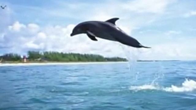 Говорят,дельфины говорят. смотреть онлайн