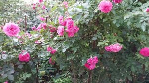 "Жду разьяснений" Или почему листья на розах коричневые.