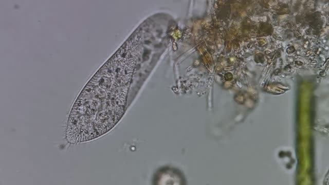 Инфузория-туфелька (paramecium caudatum)