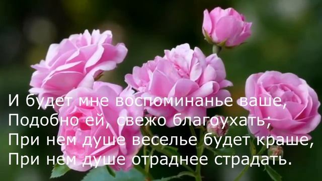 Пётр Вяземский - Роза и кипарис смотреть онлайн