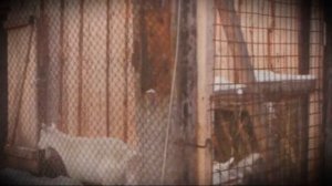 Сарай для содержания коз в домашних условиях