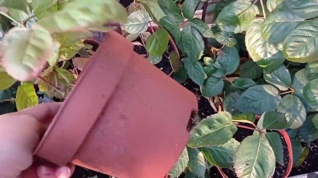 БЛЕК ДЖЕМ - находка садовода! Отличный ремонтантный бесшипный сорт ежевики!
