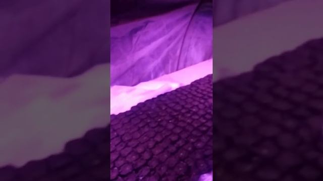 Выход первого листа огурца Мамлюк 18-01-2019 смотреть онлайн