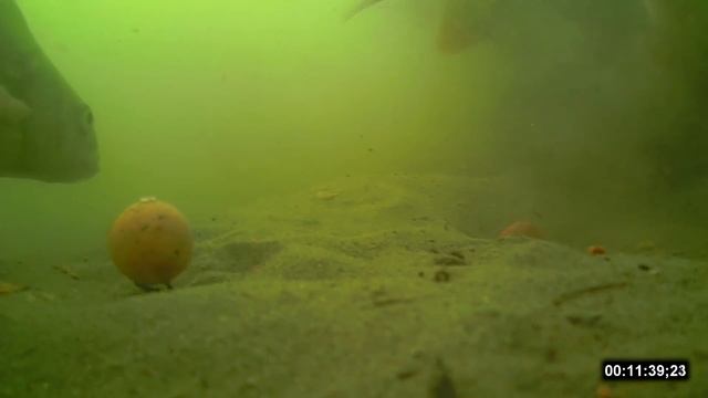 Ловля карпа на бойлы подводная съёмка (Видео 4К) смотреть онлайн