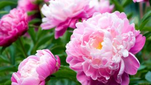 Пионы. Виды. Цветы. 1 часть