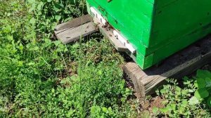 Что это было? Репетиция роения пчёл? Матка поёт, рой не выходит.