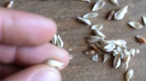Comment récupérer des graines de blé