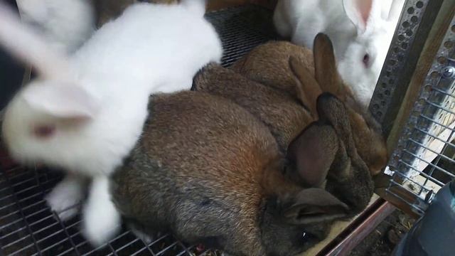 Кролики породы Белый паннон и микс с Полтавским серебром смотреть онлайн