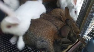 Кролики породы Белый паннон и микс с Полтавским серебром