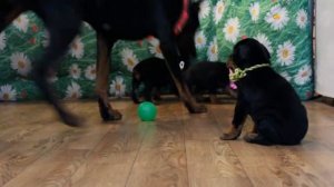 ЩЕНКИ ДОБЕРМАНА Щенок добермана / Маленький доберман / щеночек / Dobermann puppy / Sweet dobermann